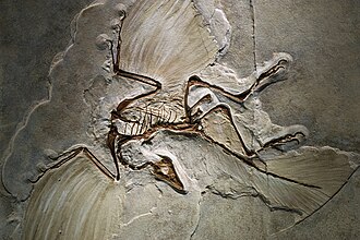 15 करोड़ साल पहले पहला पक्षी उड़ना कैसे सीखा? Archaeopteryx का रहस्य सुलझा