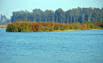 जिन Wetlands को बचाने वाला मानते हैं, वही निकलीं Climate की दुश्मन?