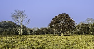 हवा में घुला Nitrogen भारत के जंगलों को चुपचाप नुकसान पहुंचा रहा है