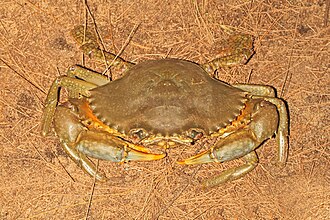 बड़े तालाब की ज़रूरत नहीं — सिर्फ Bucket में Crab Farming, Kochi के जुगाड़ू युवा