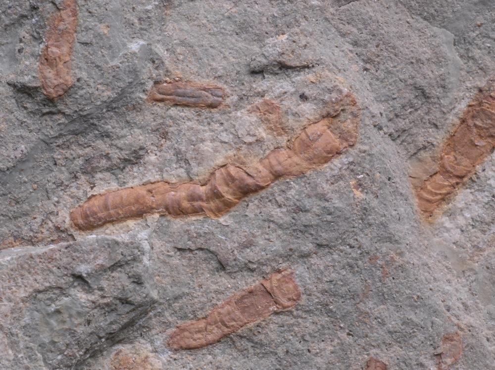 50 करोड़ साल पुराने Fossil ने खोला जानवर-बैक्टीरिया की दोस्ती का राज़